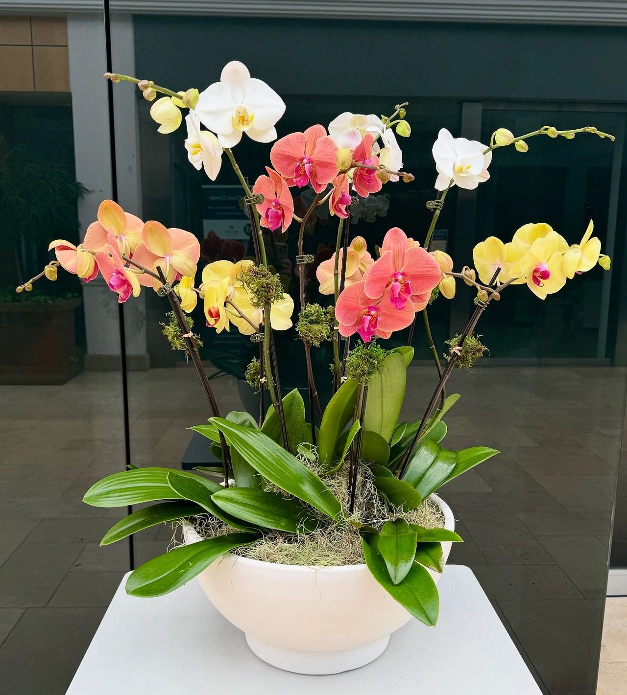 Elegant orchid arrangement in a white ceramic pot designed by The Orchid Lady Sarasota.