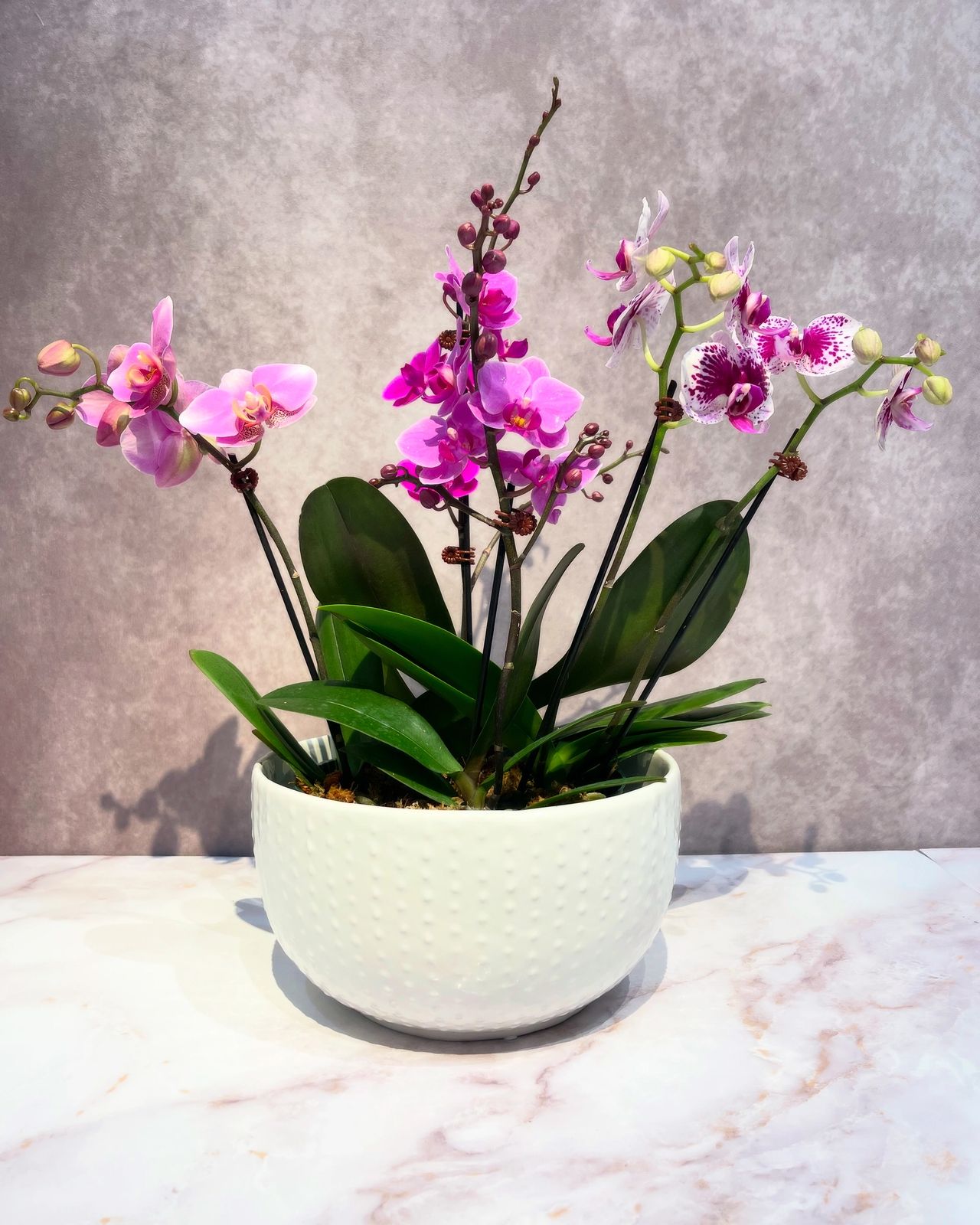 Mother’s Day orchid arrangement 