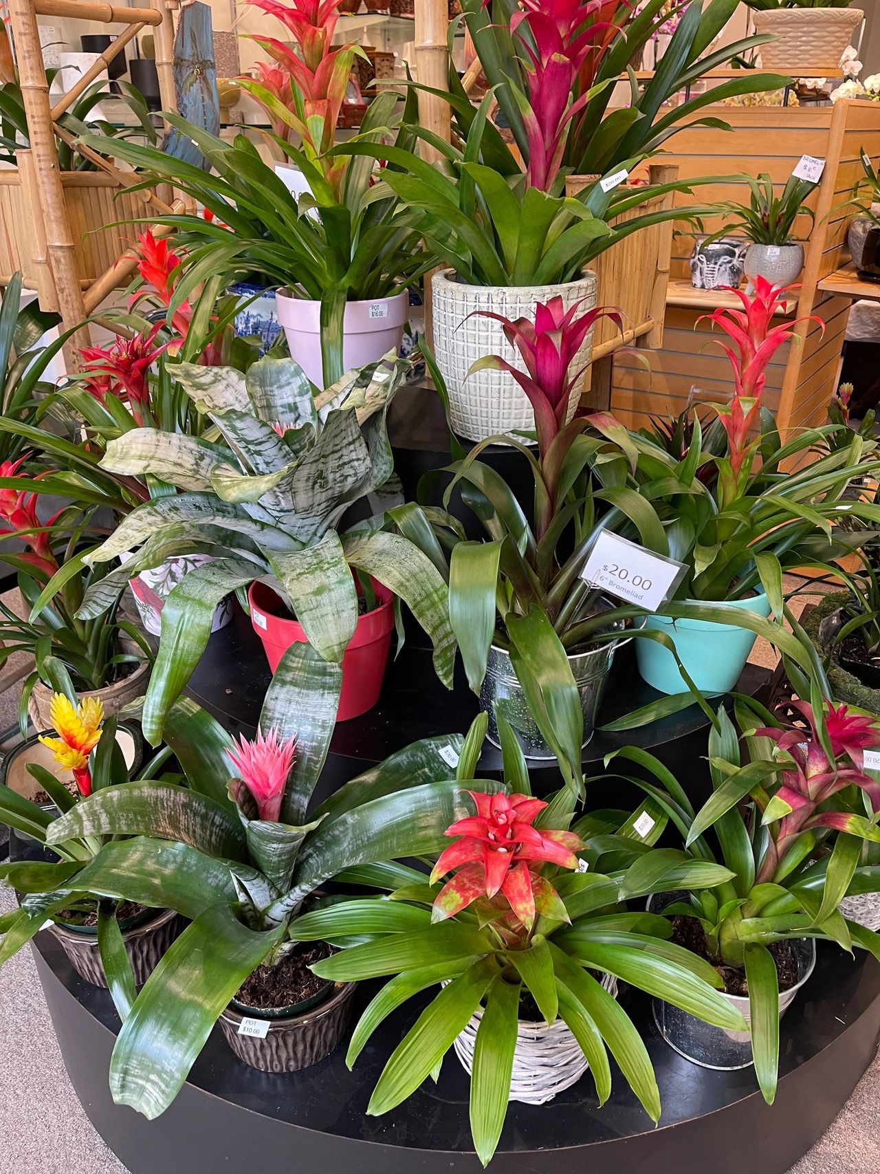 Assortment of Bromeliads at The Orchid Lady