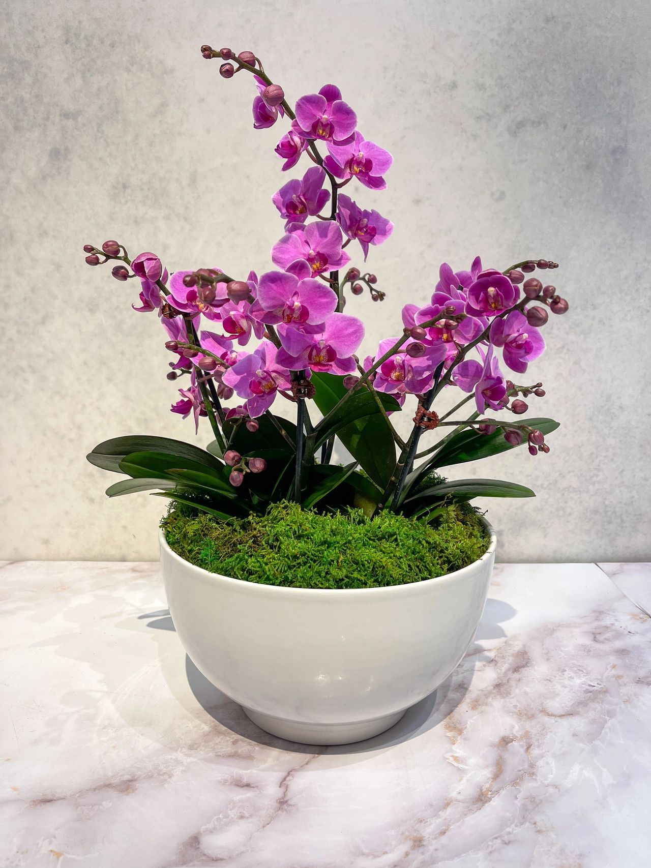 Orchid arrangement for graduation gift