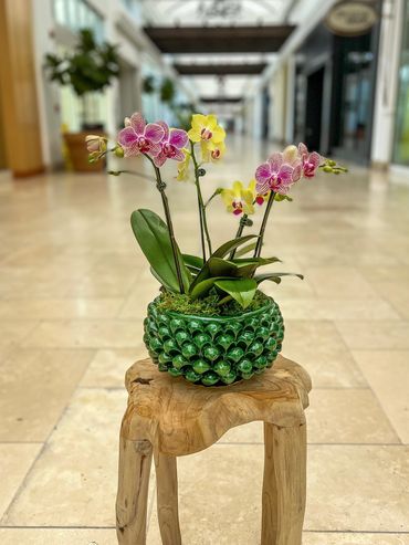 Father’s Day orchid arrangement 