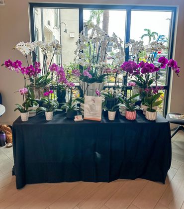 Orchid arrangements for charity event