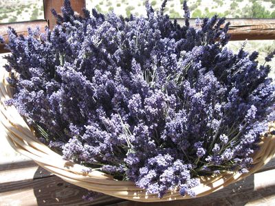 DRIED LAVENDER BUNCHES AS A GIFT - Castle Farm Shop