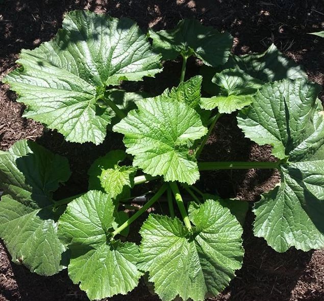 San Diego edible Gardens Vegtable Garden, Landscaping