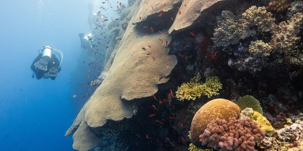Scuba diver in Fiji next to a coral reef