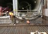 Toronto-York Spadina Subway Extension