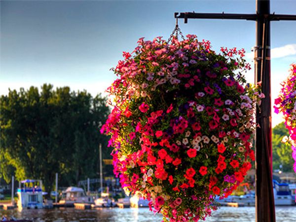 Vibrant hanging basket of colorful flowers by the waterfront.