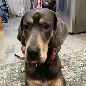 Close-up of a Doberman dog sitting indoors with its tongue slightly out.