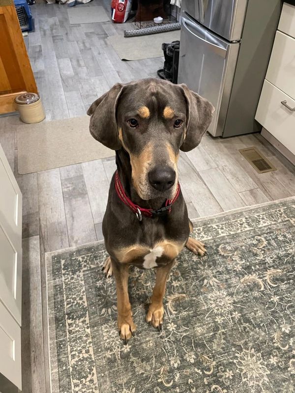 A Doberman wearing a red collar sits on a patterned rug in a kitchen.