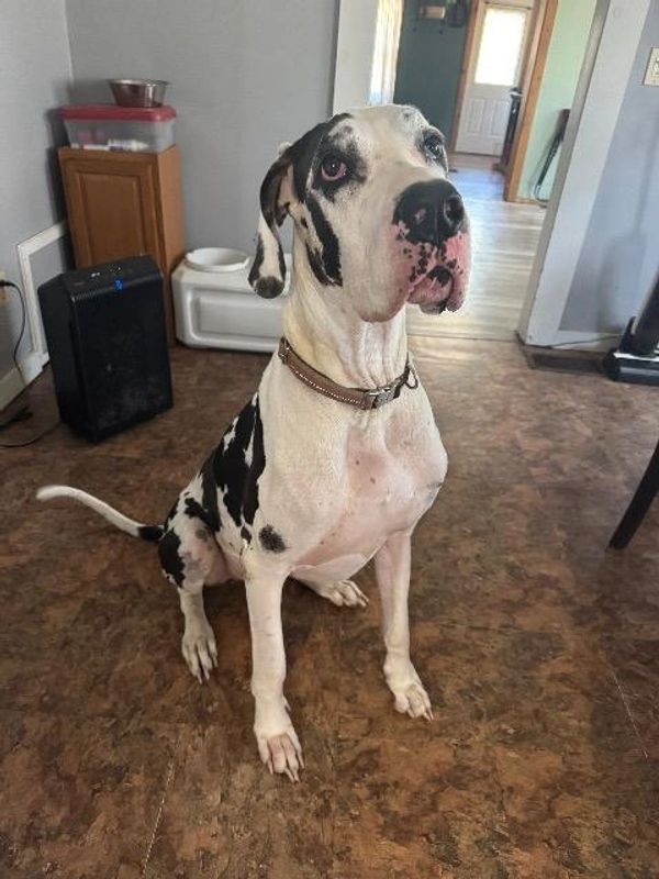 Large black and white Great Dane sitting indoors on a brown floor.