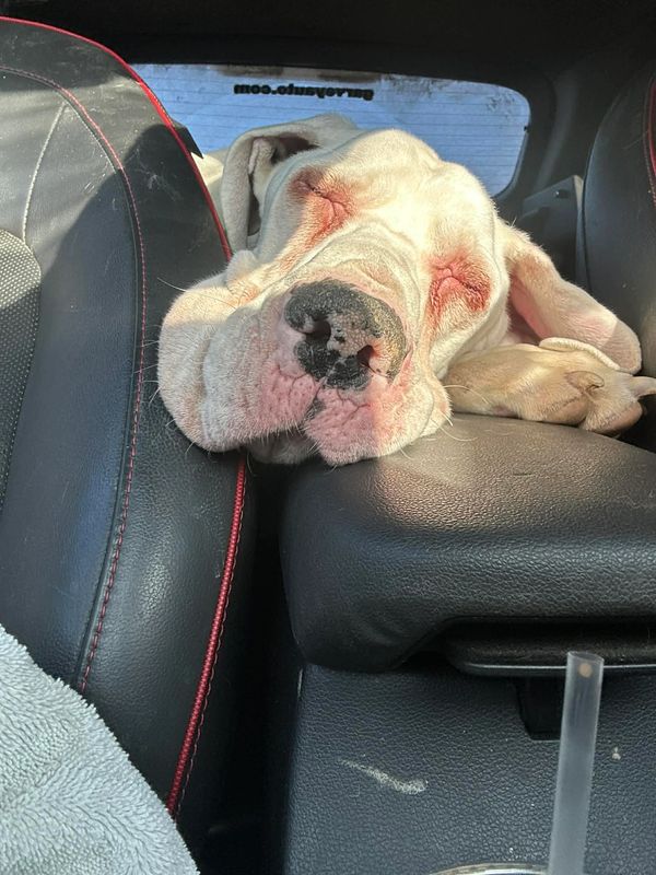 A white dog sleeping with its head resting between car seats.