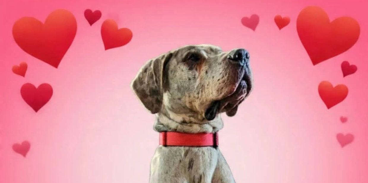 Dog with red collar surrounded by red hearts on pink background.
