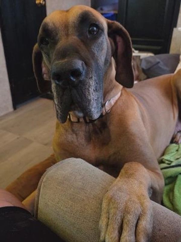 A large brown dog resting its paw on a couch looking attentively.
