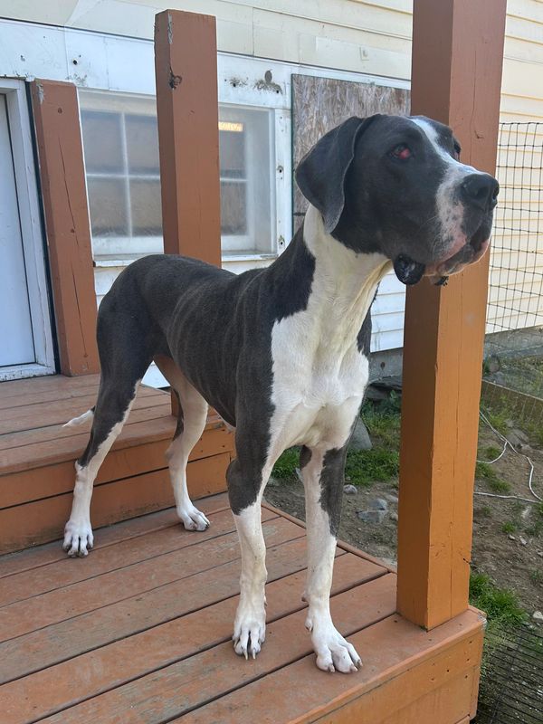 Large black and white Great Dane standing on wooden porch.