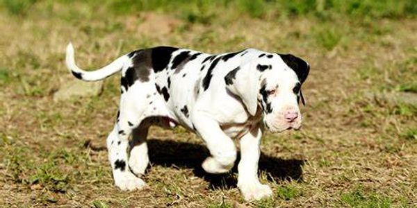 great dane puppy, black and white, dane dog, big dog