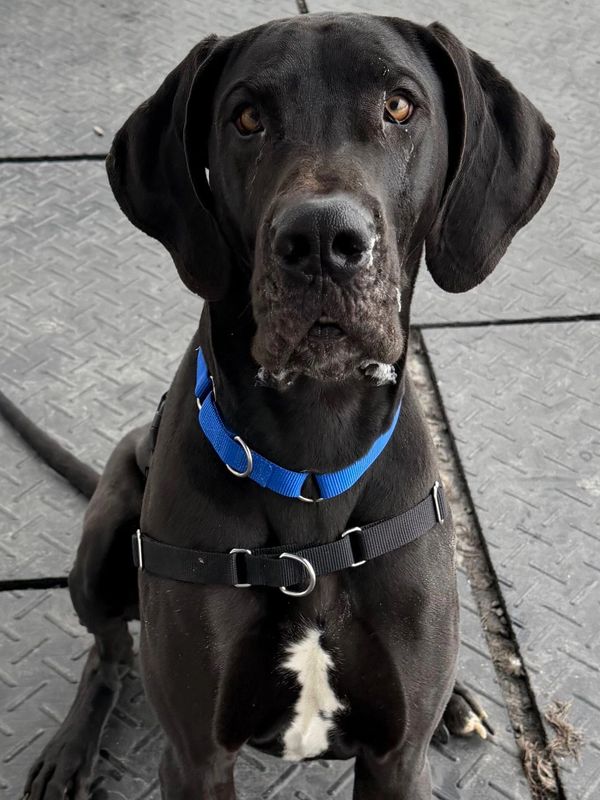 Black dog with a blue collar sitting attentively on a textured surface.