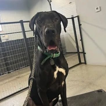 Draco, Male Great Dane, Black Great Dane