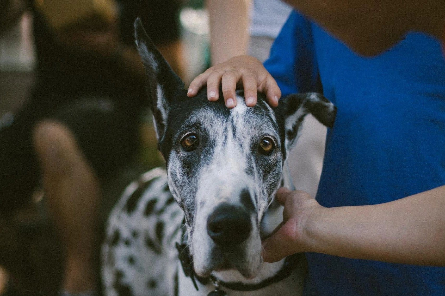 black and white great dane, hand on head, great dane, spotted dog