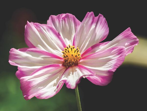 Starts spring of 2026