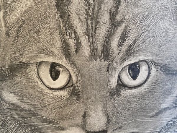 graphite pencil close-up pencil portrait of a cat's eyes