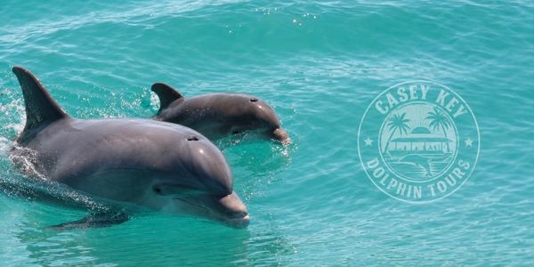 Casey Key Dolphin Tours