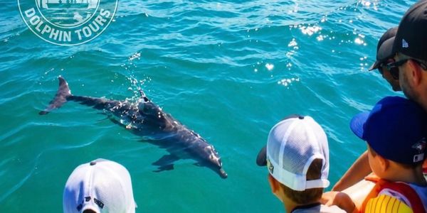 People watching a dolphin in clear blue water.