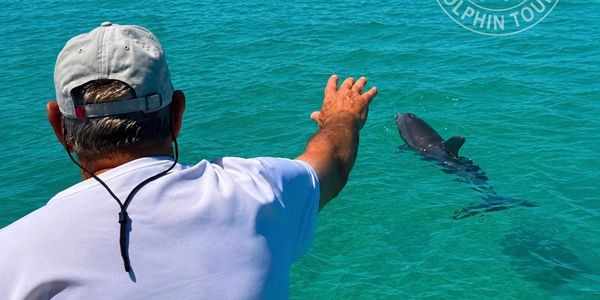 Casey Key Dolphin Tours