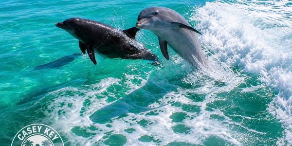 Two dolphins jumping in clear blue ocean water.