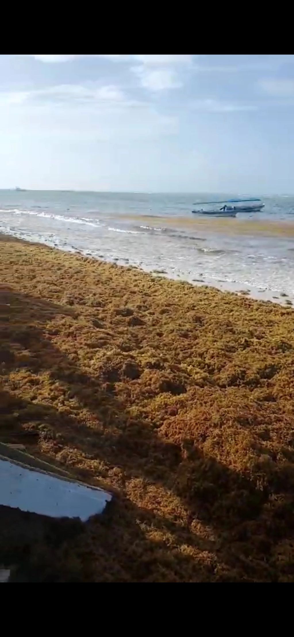 Tons of New Sargassum Washed Ashore.