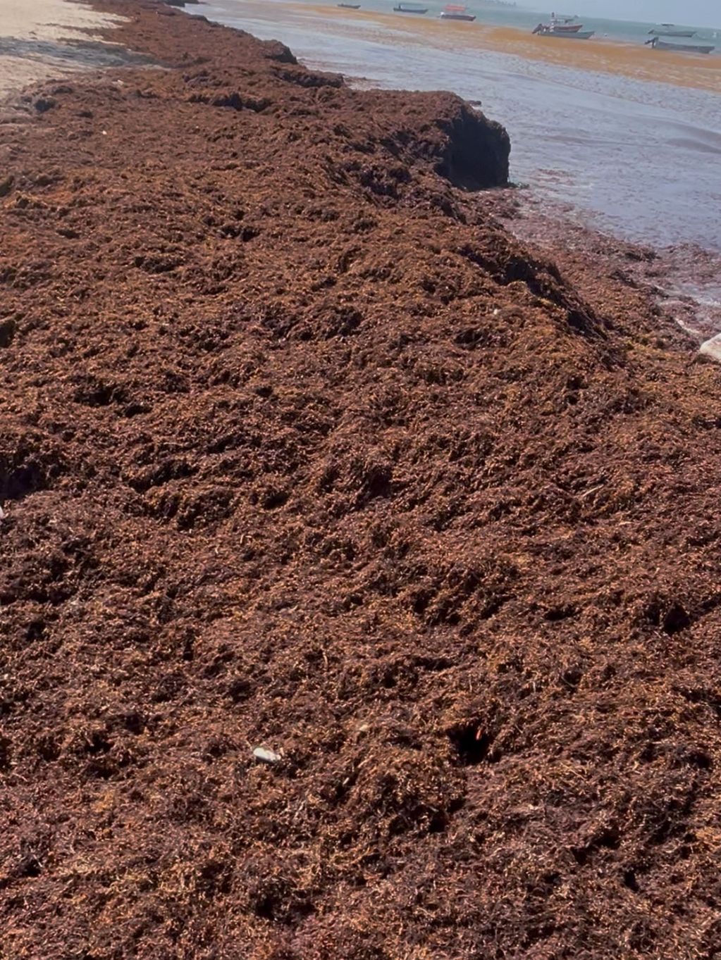 Tons of Decaying Sargassum.