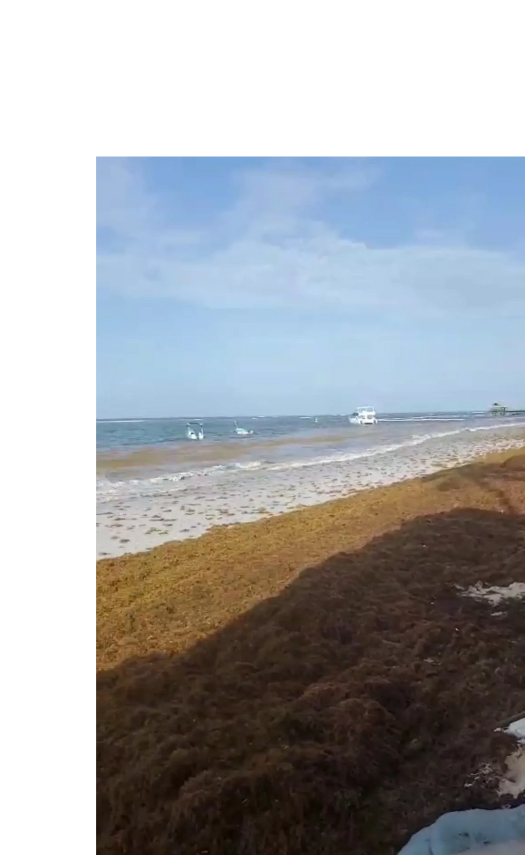 Tons of New Sargassum Washed Ashore.