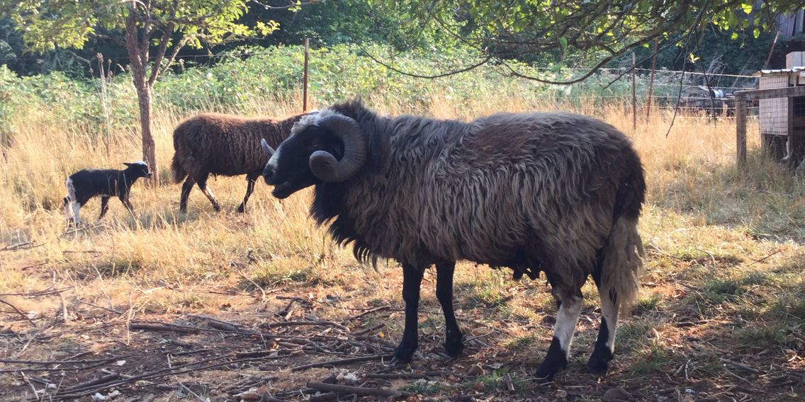 Navajo Churro Sheep | Rock N' Wool Ranch