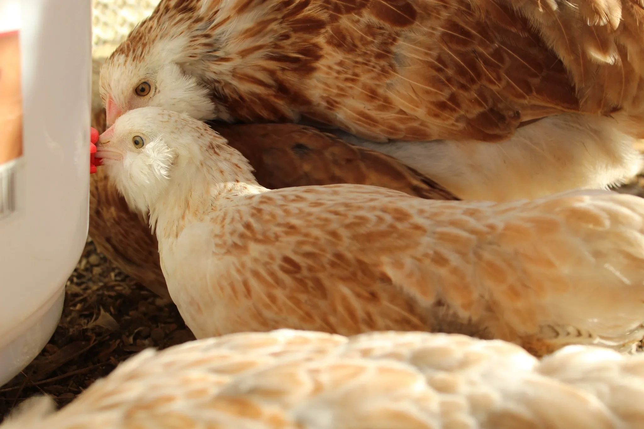 C & B Coop Chickens, Exhibition Poultry, Bantam Salmon Faverolles