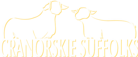 cranorskie suffolks