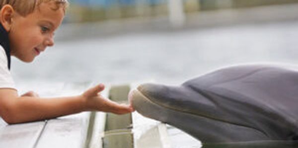 A boy petting a dolphin