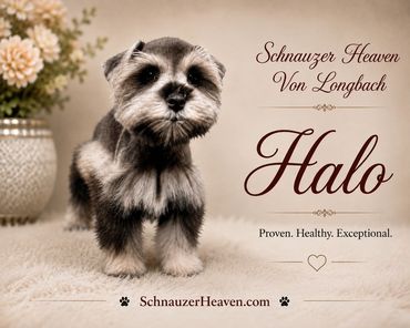 Cute Schnauzer puppy named Halo posing indoors.