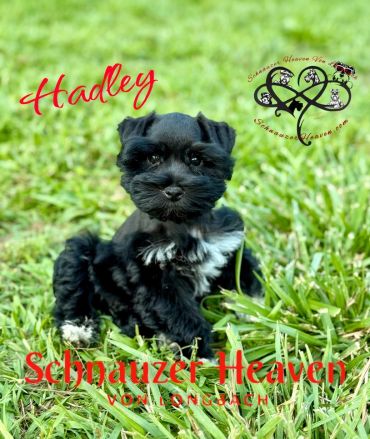 Cute black and white Schnauzer puppy sitting on grass.