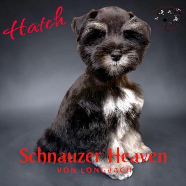 Adorable Schnauzer puppy with distinctive facial markings.