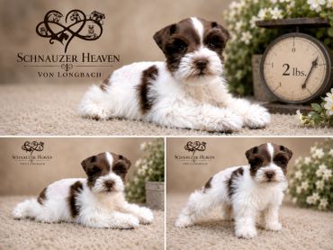 Adorable Schnauzer puppy weighing 2 lbs.