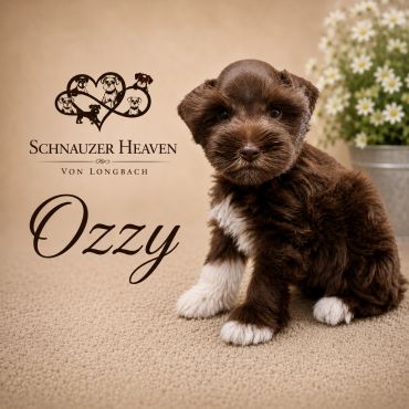 Cute Schnauzer puppy named Ozzy sitting on a beige carpet.