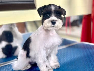Cute black and white puppy sitting on a blue surface.