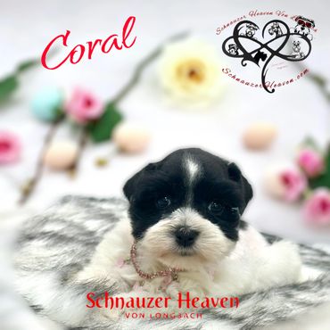 Adorable black and white puppy named Coral from Schnauzer Heaven.