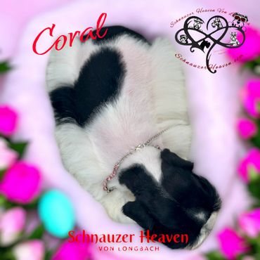 Black and white Schnauzer puppy named Coral resting against a pink floral background.