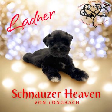 Black Schnauzer puppy lying down with festive lights in background.