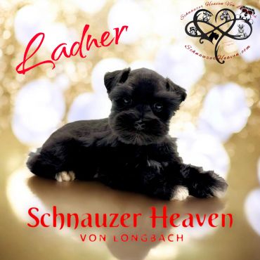 Adorable black Schnauzer puppy with bright background and red text.
