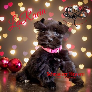 Adorable black Schnauzer puppy with a pink collar sitting against a heart bokeh background.