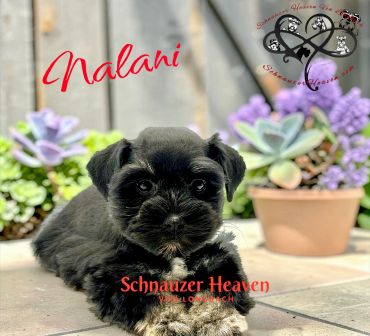 Cute black and white Schnauzer puppy named Nalani with succulents in the background.