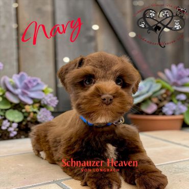 Adorable brown puppy named Mary lying down with succulent plants in the background.