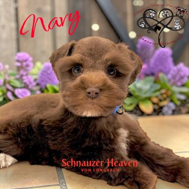 Adorable brown Schnauzer puppy named Mary posing with flowers in the background.