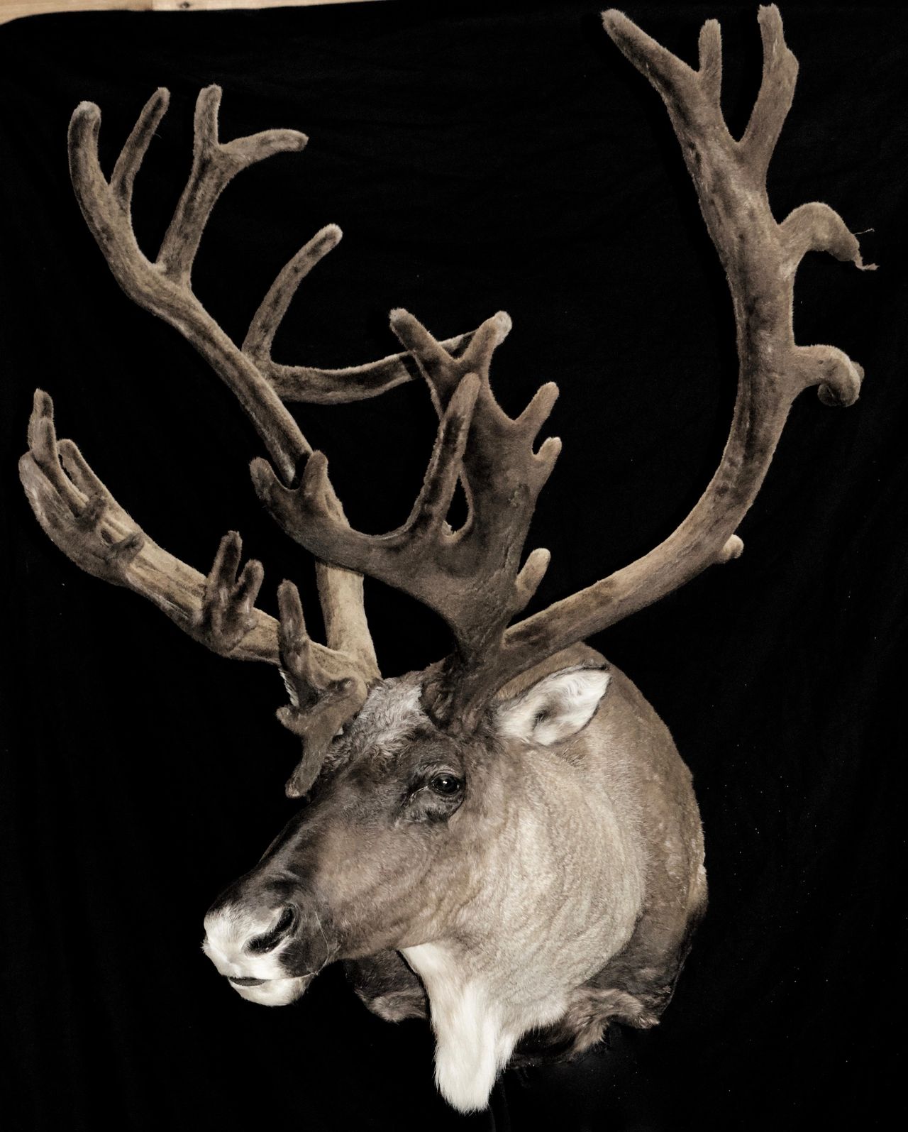 How is Deer Antler Velvet Harvested and Processed? - Deer Antler Velvet